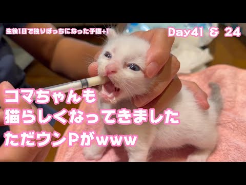 ミルク頑張って飲んで猫らしくなってきた弟です 生後1日で独りぼっちになった子猫+1  Day41 ＆ 24  【2023 09 26-1】(YouTube)