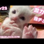6本目の指をチュパする子猫があまりにもカワイくてどうしましょう 生後1日で独りぼっちになった子猫 Day23【2023 09 08-2】(YouTube)