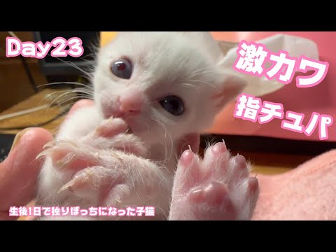 6本目の指をチュパする子猫があまりにもカワイくてどうしましょう 生後1日で独りぼっちになった子猫 Day23【2023 09 08-2】(YouTube)