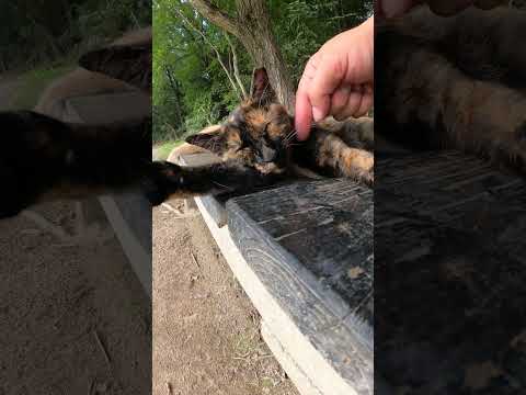 猫の兄妹がベンチを占領してくつろぐ　 #猫 #野良猫 #野郎が撮った猫動画(YouTube)