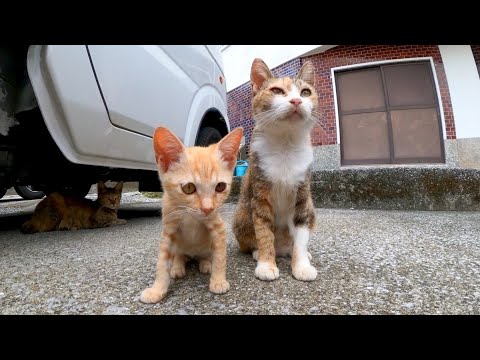 車の下にいた子猫を撮っていたら母猫がやってきてその後お婆ちゃん猫もやってきた(YouTube)