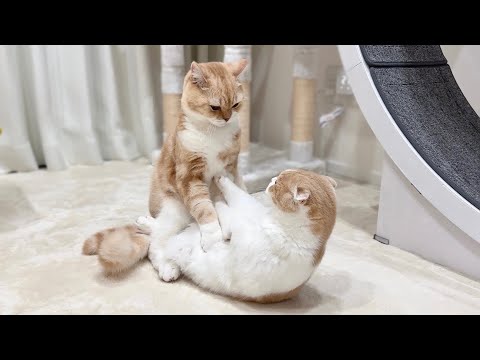 生まれて初めて猫たちが本気で兄弟喧嘩したら大変なことになりました…(YouTube)
