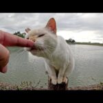 柵の上に登っていた猫が地面に降りてナデナデを要求してきた(YouTube)