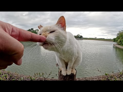 柵の上に登っていた猫が地面に降りてナデナデを要求してきた(YouTube)