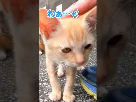 仔猫はカメラに興味津々#shorts(YouTube)