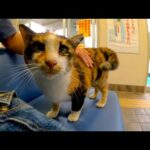 フェリー乗り場待合室にいると猫がモフられにきた(YouTube)