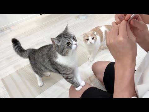飼い主に自分のおやつを食べられたときの猫たちの動揺がかわいすぎたw(YouTube)