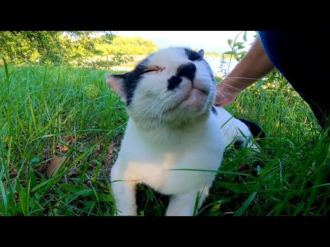 池の畔の芝生で寝ていた野良猫を撫でる(YouTube)