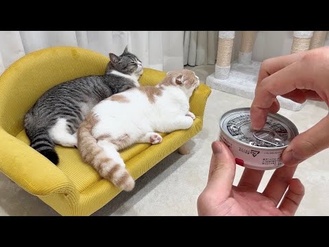 名前を呼んでも無視する猫たちの背後でで猫缶を開けたらこうなりましたwww(YouTube)