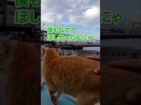 割り込まれてキレる猫が可愛い(YouTube)