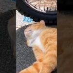 気持ちよさそうに寝る猫が可愛い…(YouTube)