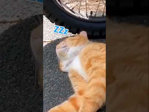 気持ちよさそうに寝る猫が可愛い…(YouTube)