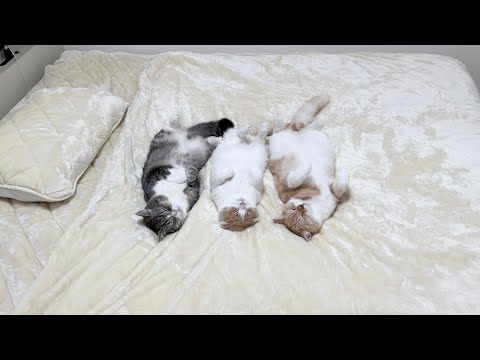 布団を買い替えたら気持ち良すぎて猫たちがこうなってました…笑(YouTube)