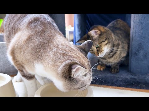 永遠の末っ子猫が心配すぎて首を傾げる姉猫たち(YouTube)