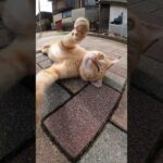 体の大きさが10倍くらい違う子猫と大人猫　 #猫 #野良猫 #野郎が撮った猫動画(YouTube)