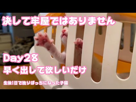 牢屋のように見えちゃう早くミルクが飲みたいだけの子猫 Day28 生後1日で独りぼっちになった子猫 【2023 09 13-1】(YouTube)