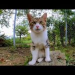 公園のよく喋る猫ちゃん何か話し掛けてきた(YouTube)