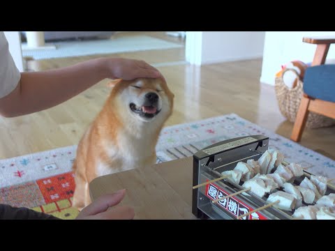 災難続きな柴犬にサプライズをしたら反応が可愛すぎました。(YouTube)