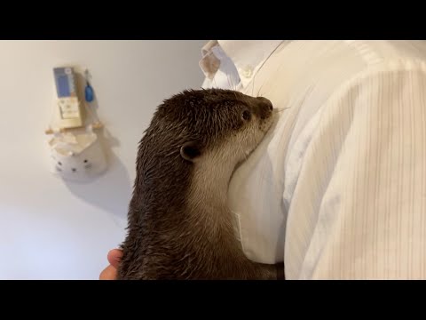 暗い時間に帰宅した飼い主を激しく迎えにきたカワウソと冷静な猫 The otter that came for me so fiercely and the cat that was so calm(YouTube)