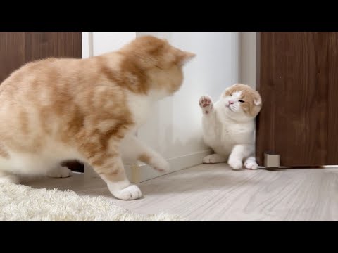 ついに初めて兄と子猫が対面したらまさかの展開になってしまいました…(YouTube)