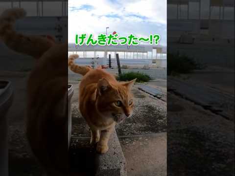 朝の挨拶してくれる猫が可愛すぎる#shorts(YouTube)