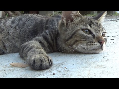 暑さでぐったりな子猫は夕方以降暴れる予定でした(YouTube)