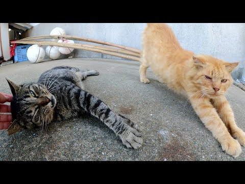 キジトラ猫をモフろうとしたら、茶トラ猫が頭突きをして割り込んできた(YouTube)
