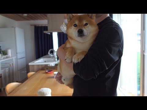 柴犬が大好きなコタツを準備すると怯える事態に‥その理由が可愛すぎた。(YouTube)