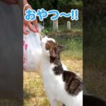 おやつのためにお利口さんにしている猫が可愛すぎる#shorts(YouTube)