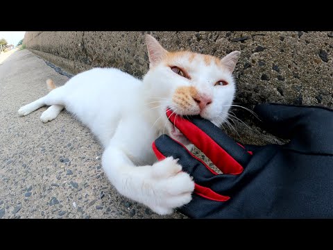 ギザギザ頭の茶シロ猫をモフろうとしたら鋭い爪と牙で攻撃してきた(YouTube)