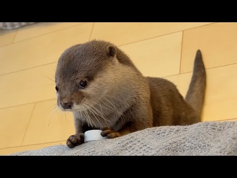 やはりペットボトルのキャップをこよなく愛する女カワウソさくら Otter still loves plastic bottle caps(YouTube)