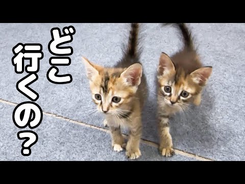 飼い主が部屋を出ると不思議そうに見てくる子猫たちが可愛い！(YouTube)