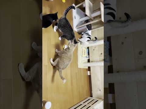 究極の八つ当たり(YouTube)