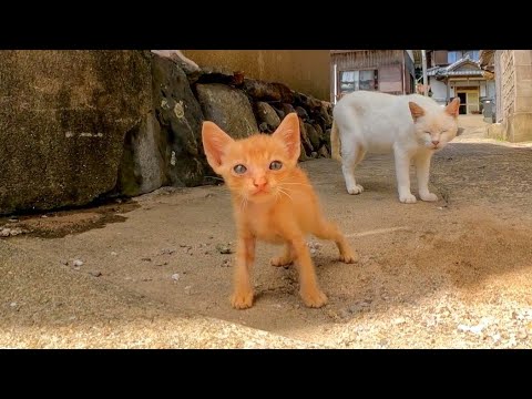 猫島で細い路地に侵入しようとすると子猫が勇敢に路地に出て立ちはだかってきた(YouTube)