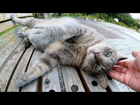 ベンチの上でくつろぐトトロ猫をモフったらヘソ天ポーズになった(YouTube)