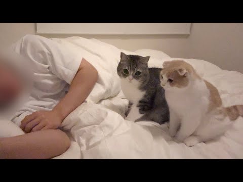 寝てる間に猫たちが何してるのか隠し撮りしてみたらまさかのこうなってました…(YouTube)