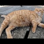 丸々と太った茶トラ猫がコテンと寝転んでナデナデを要求してきた(YouTube)