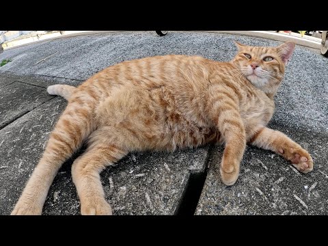 丸々と太った茶トラ猫がコテンと寝転んでナデナデを要求してきた(YouTube)