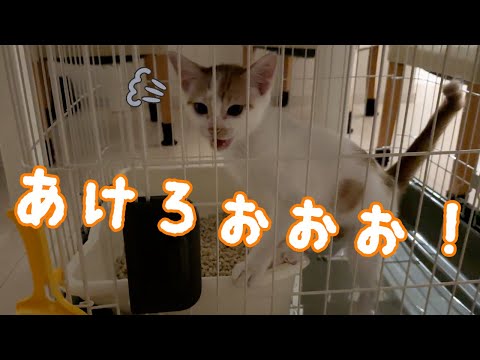 子猫が夜中に鳴きまくるのでケージを開放します！(YouTube)