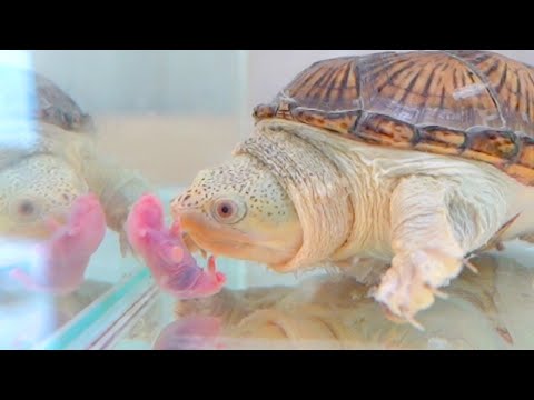 凶暴な肉食ガメにネズミの赤ちゃんを入れてみた結果(YouTube)