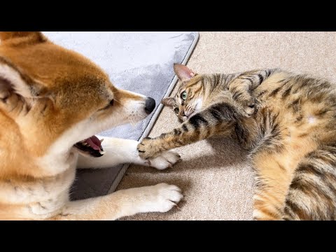 とても甘えたい時でもできるだけ動かずにアピールする独特な猫が可愛い！(YouTube)