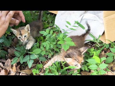 捨て子猫…！雑に置かれたダンボールのそばで子猫2匹を発見しました。(YouTube)