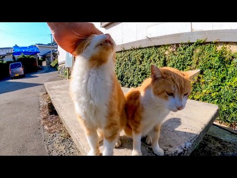 漁港近くの石のベンチに向かうと急いで駆け寄ってくる島の猫がカワイイ(YouTube)