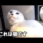 怒りがMAXになるとフクロウに変身する猫さん(YouTube)