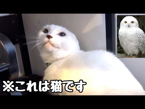怒りがMAXになるとフクロウに変身する猫さん(YouTube)