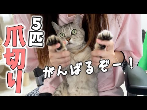 初めて猫５匹まとめて爪切りします！【娘帰宅ハプニングありｗ】(YouTube)