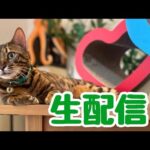 【生配信9/3】9月に入ってもまだまだ暑いですが猫でも見て涼みませんか？生配信(YouTube)