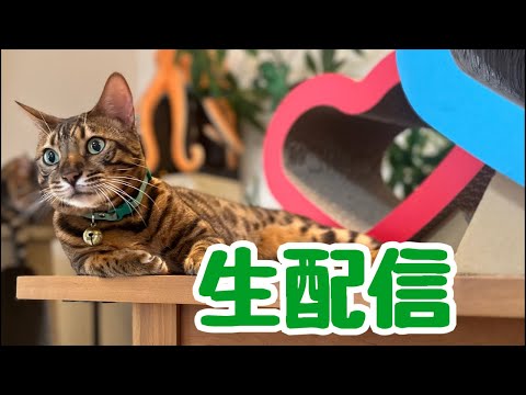 【生配信9/3】9月に入ってもまだまだ暑いですが猫でも見て涼みませんか？生配信(YouTube)