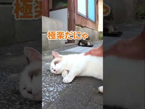猫を撫でたら溶けてしまいました#shorts(YouTube)