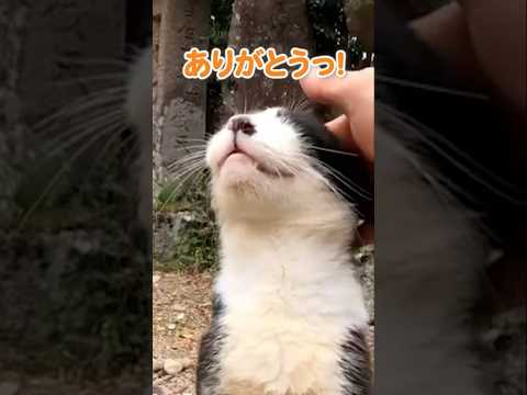 幸せそうな顔がかわいい猫 #shorts(YouTube)